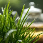 Lyposingrass: Uses, Benefits & Safety Tips