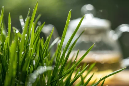 Lyposingrass: Uses, Benefits & Safety Tips